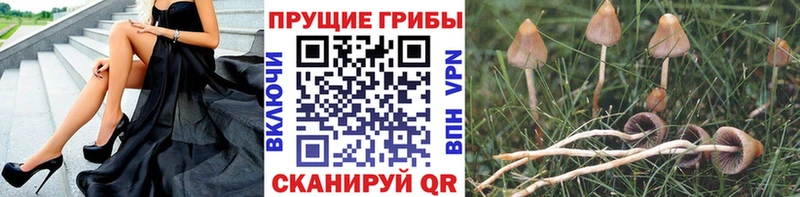 Галлюциногенные грибы Psilocybine cubensis Назрань